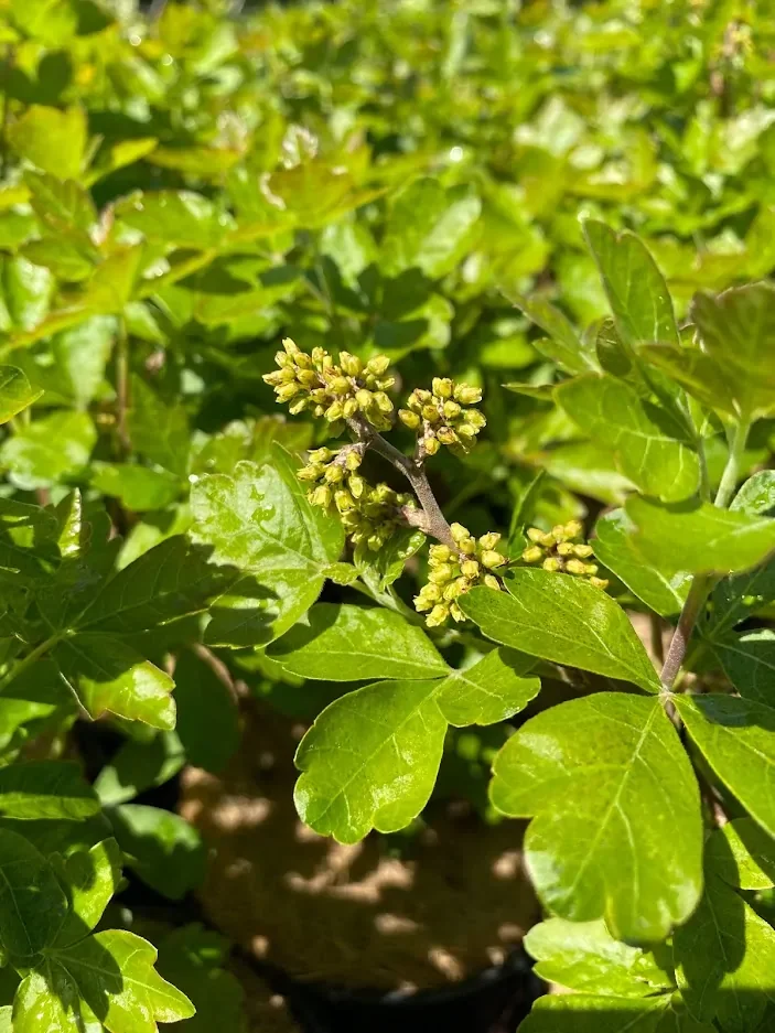 Gro-Low Fragrant Sumac