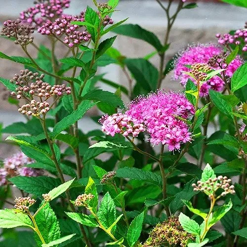 Double_Play_Artisan_Spirea_2-copy-jpg-webp.jpg
