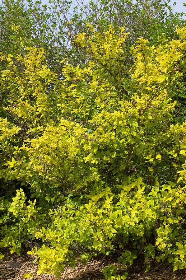 DartsGoldNinebark-full-bailey.jpg