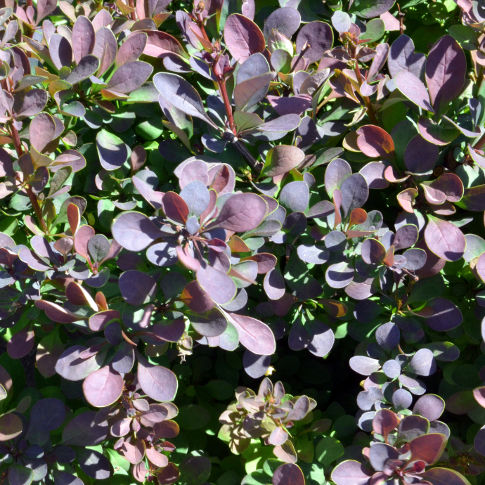 Royal Burgundy Barberry - 3 Gallon Container