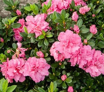 Bloom-A-Thon Pink Double Reblooming Azalea - 3 Gallon Container