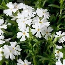 Snowflake Creeping Phlox - 1 Gallon Container