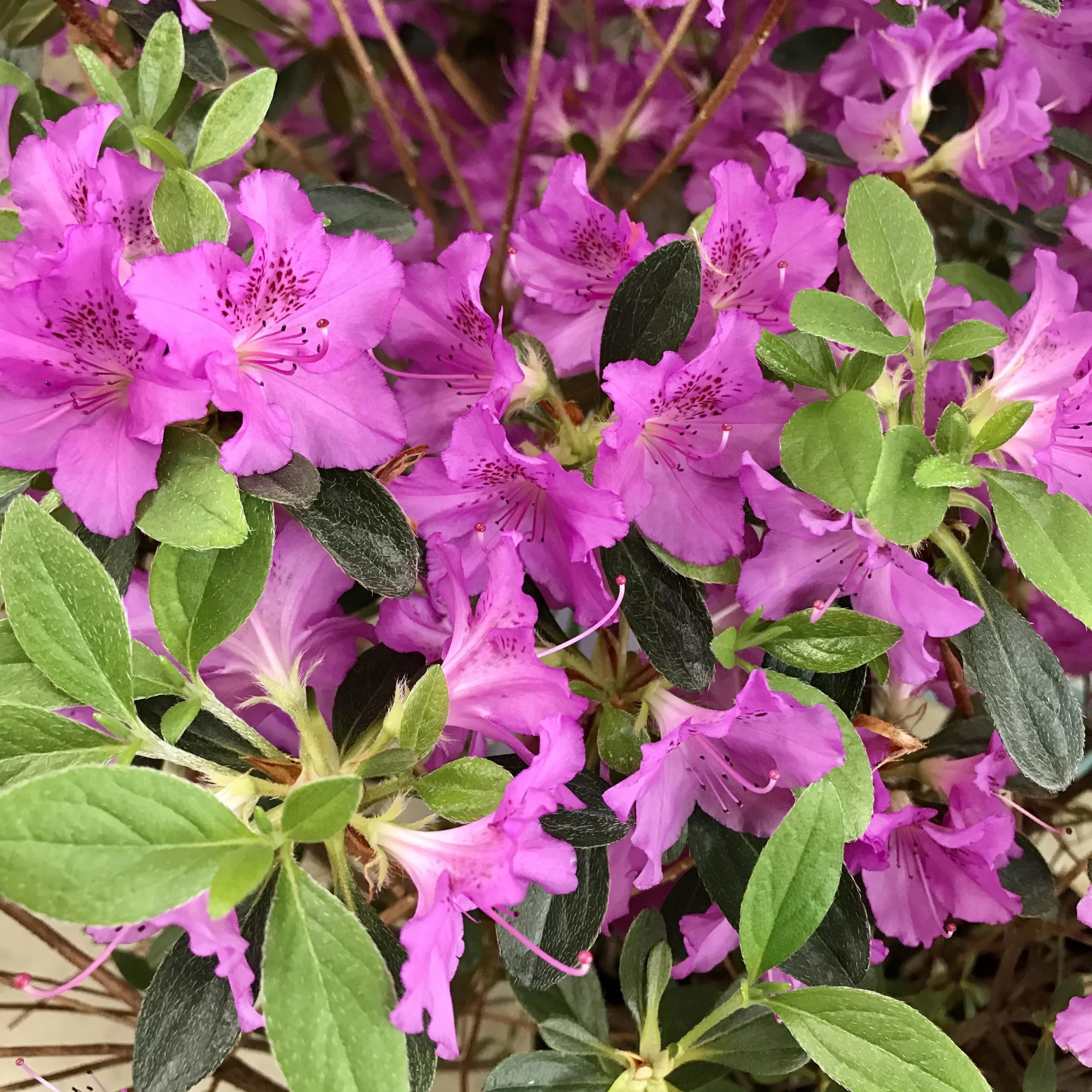 Karen Azalea - 3 Gallon Container