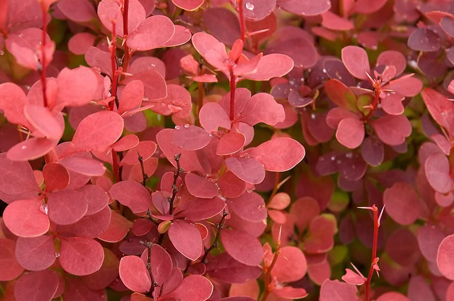 Orange Rocket Barberry