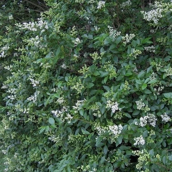 California Privet - 5 Gallon Container