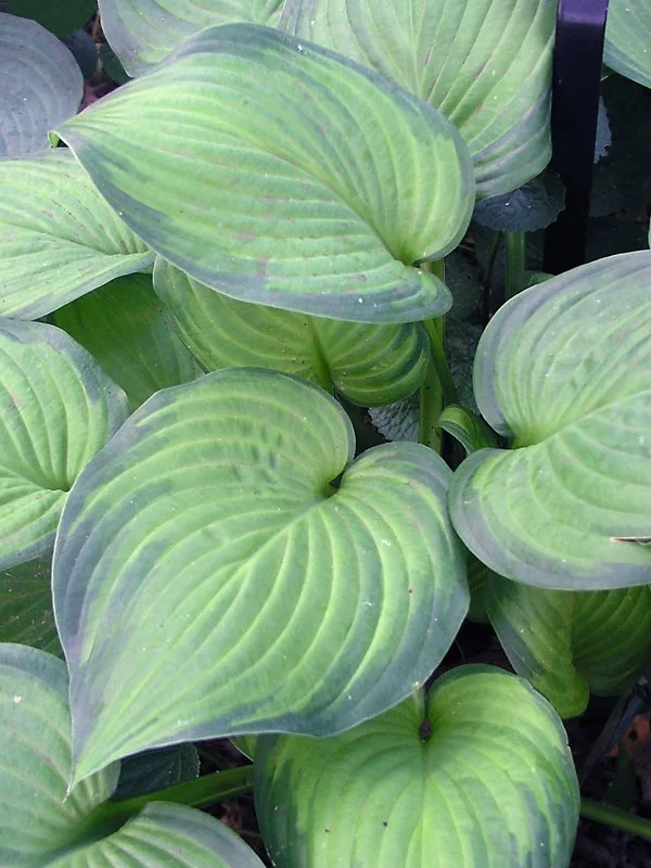 HOGU_0_Hosta_Guacamole.1655996696.jpg