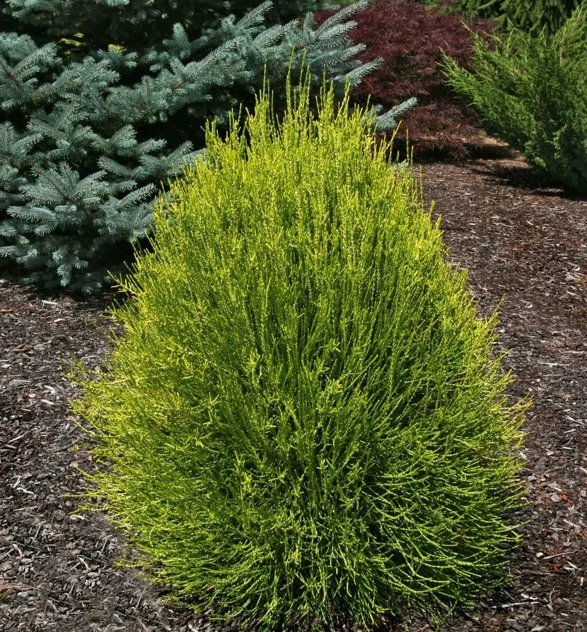 Franky Boy Chinese Arborvitae - 5 Gallon Container