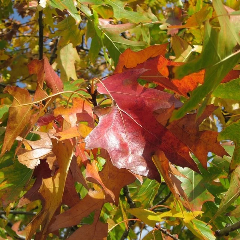 Northern Red Oak