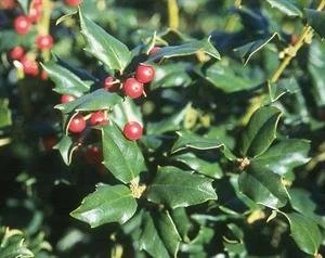 China Girl Holly