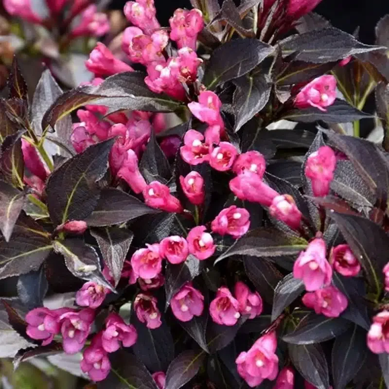 Spilled Wine Weigela - 3 Gallon Container