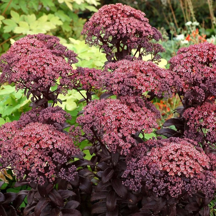 Sedum_Dark_Magic_1b__35215.1436378497.740.740__15785.jpg