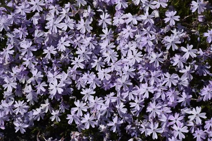 Emerald Blue Creeping Phlox - 1 Gallon Container
