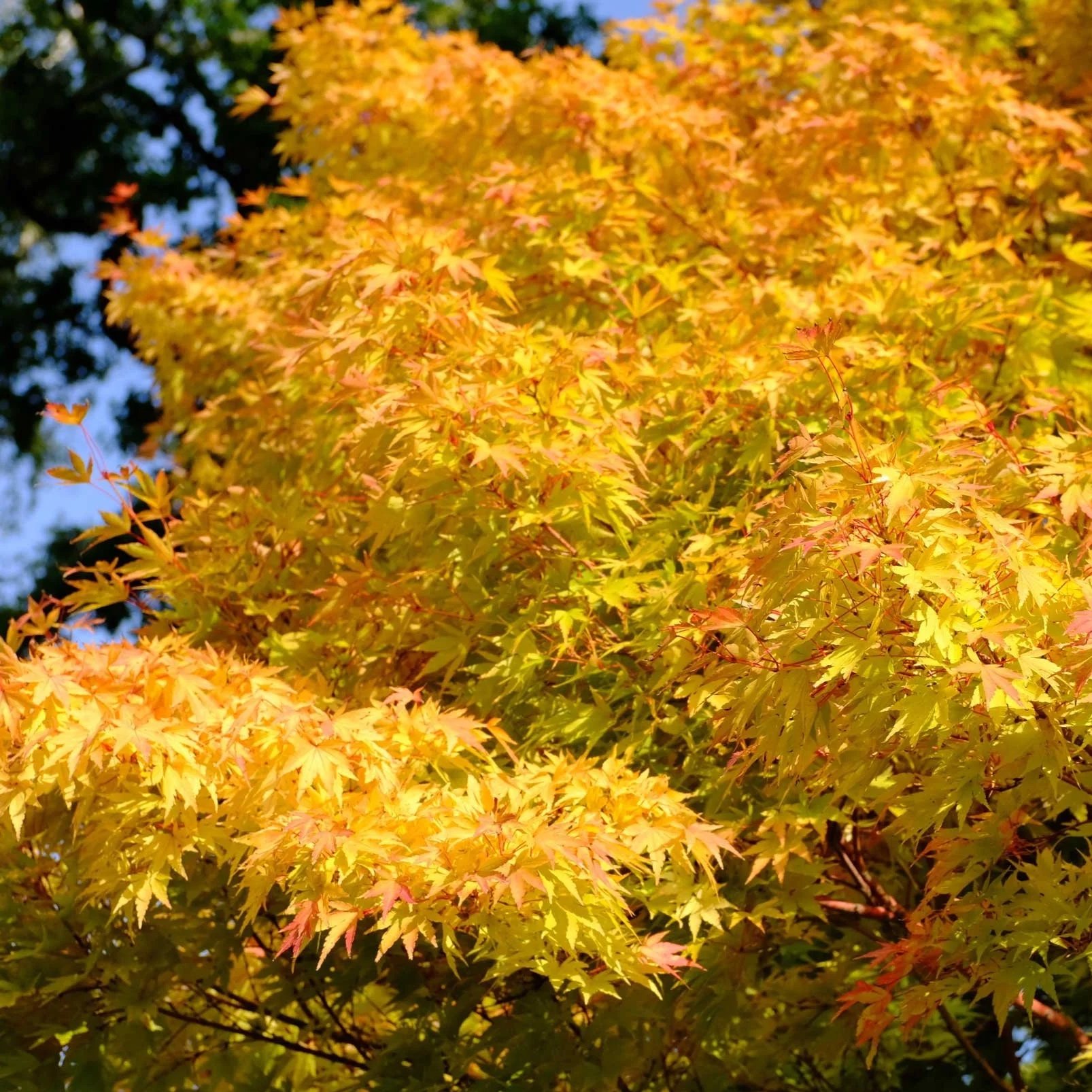 Coral-Bark-Japanese-Maple.jpg