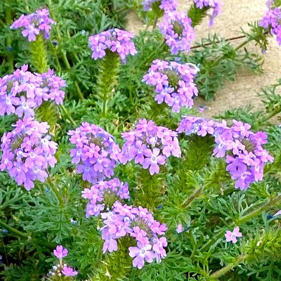 5-19-22-Main-page-Prairie-verbena-Closer-Glandularia-bipinnatifida-close-up.jpg