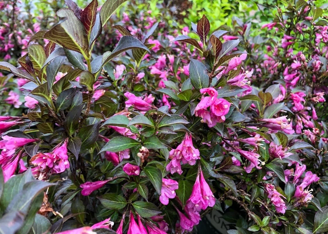 weigelia-dark-horse.jpg