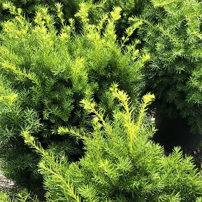 Dense Spreading Yew