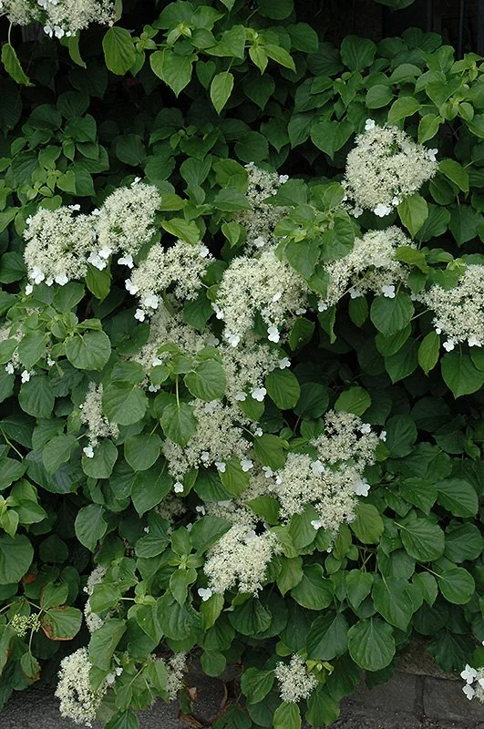 Climbing Hydrangea - 2 Gallon Container