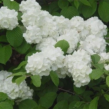 Eastern Snowball Viburnum