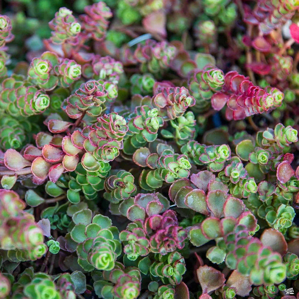 SedumDragonsBlood_RedGreen_1024x1024.jpg.webp