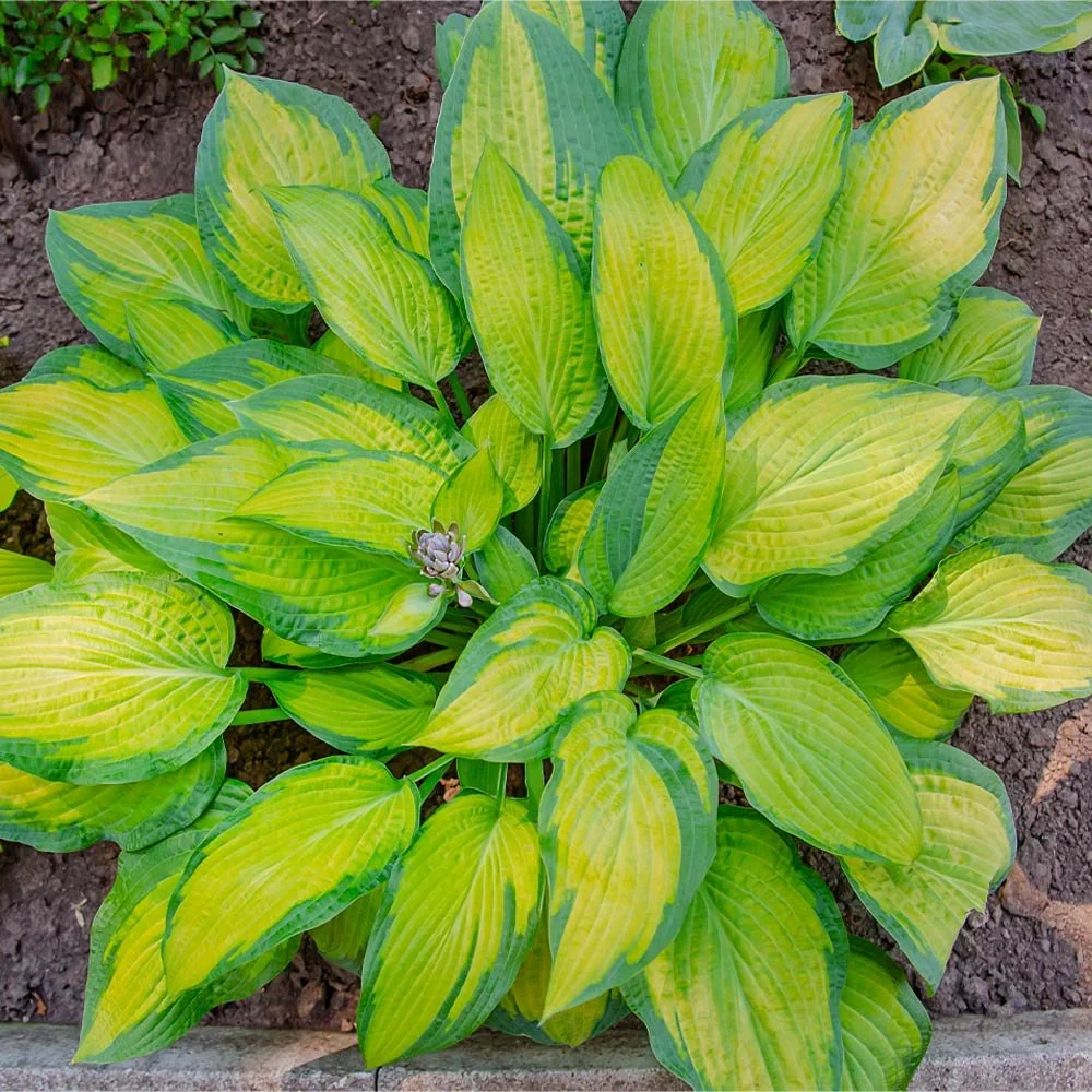 Stained_Glass_Hosta_4.jpg