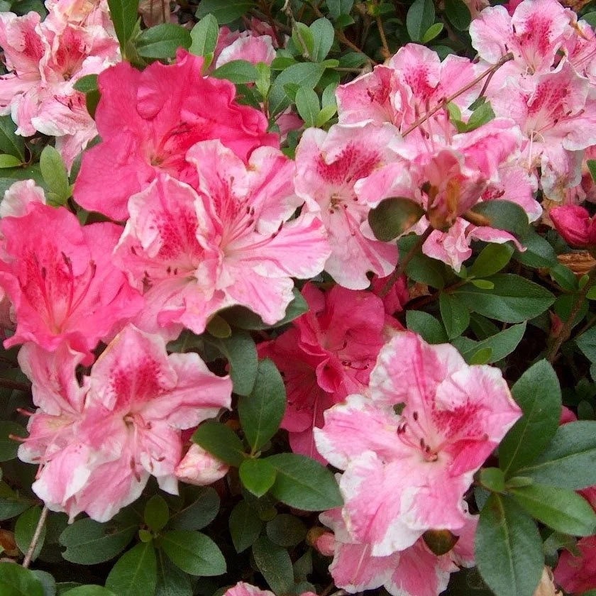 Conversation Piece Azalea - 3 Gallon Container