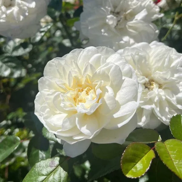 Grace N' Grit White Shrub Rose