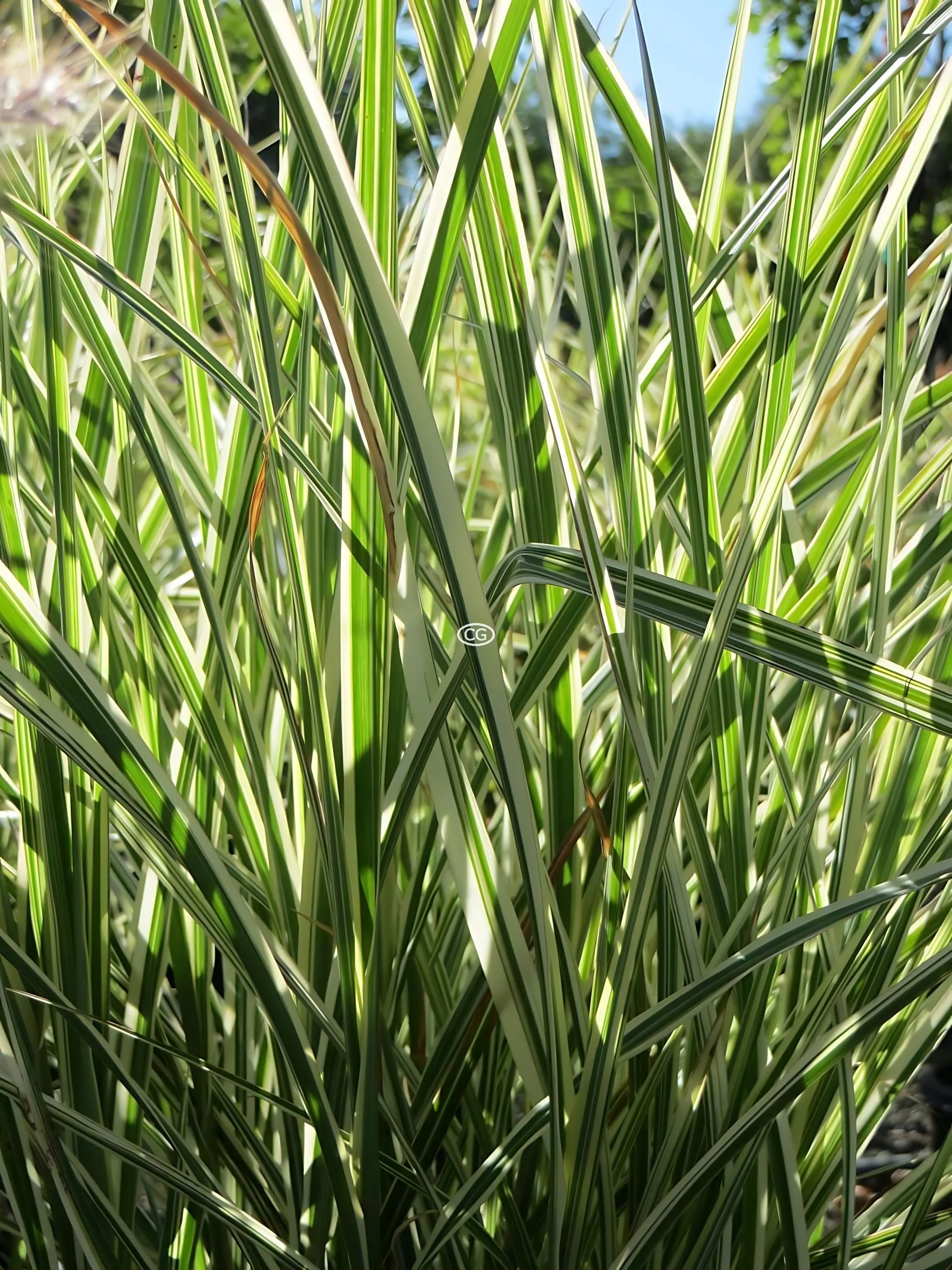 Variegated Japanese Silver Grass - 3 Gallon Container
