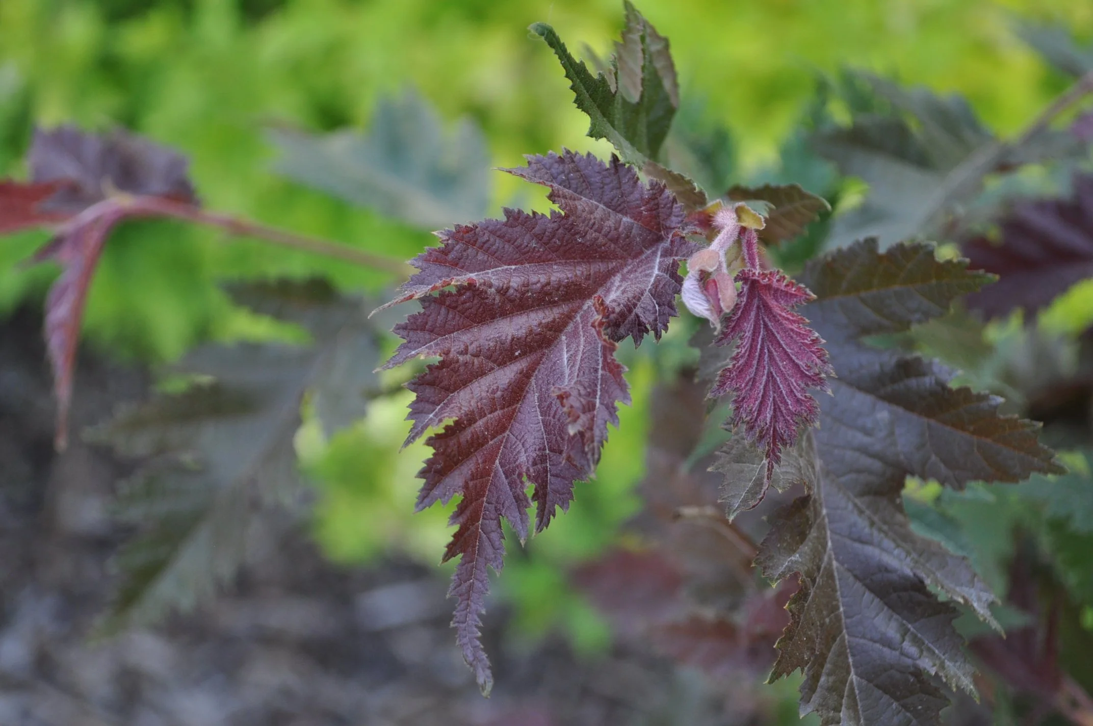 filbert burgundy lace 3.JPG