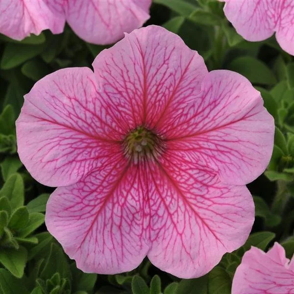 Daddy Pink Petunia - Flat of 18 Four Inch Containers