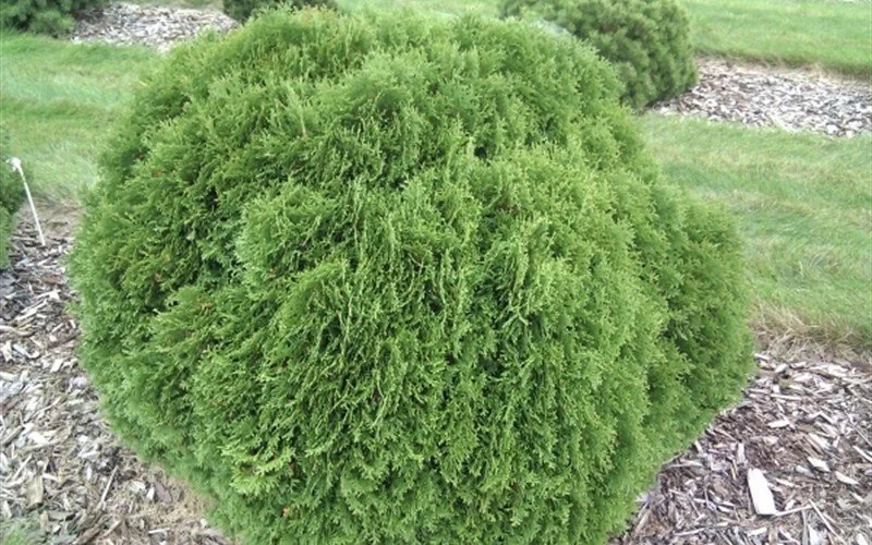Little Giant Dwarf Arborvitae - 5 Gallon Container