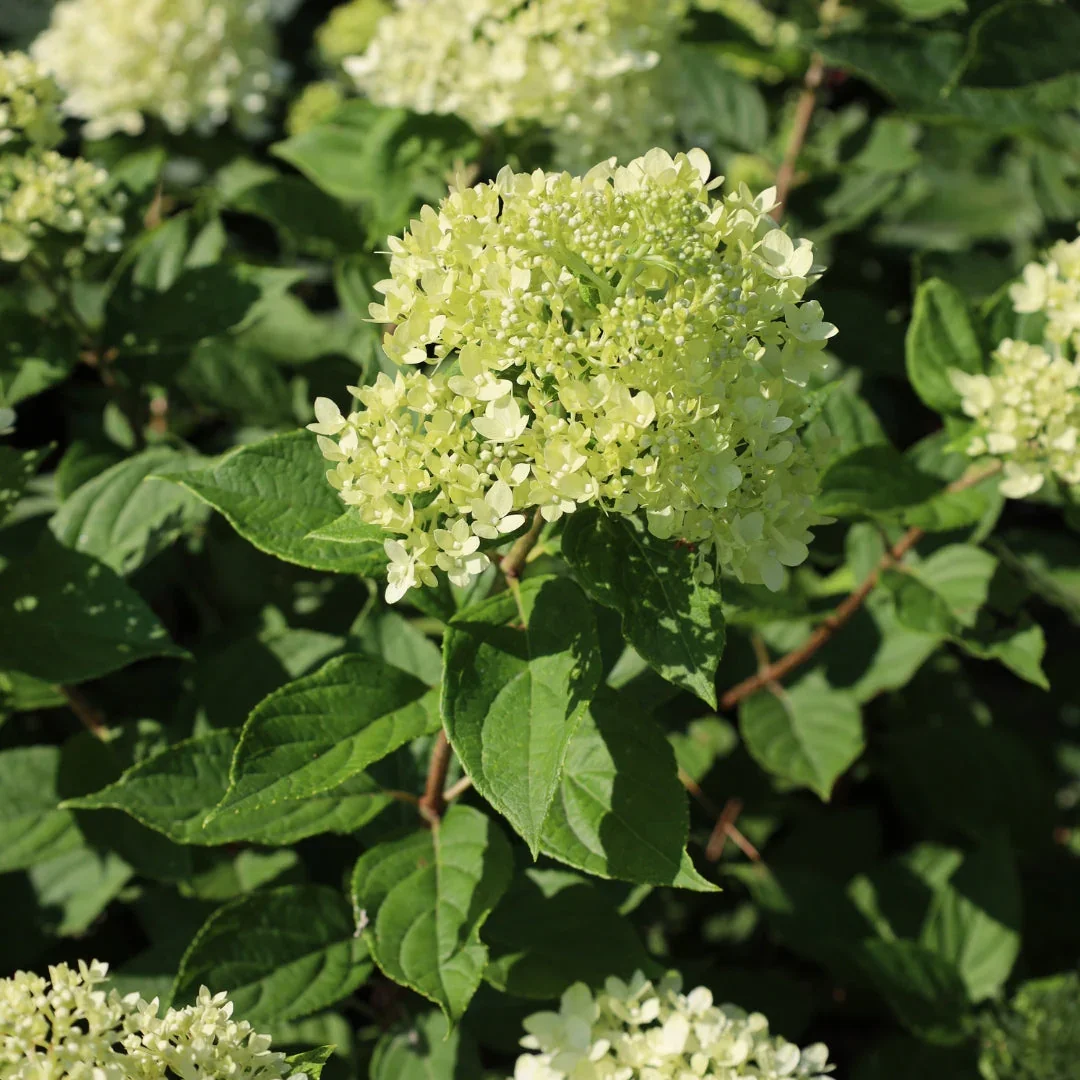 proven-winners-color-choice-little-lime-hydrangea-30589184770090.jpg.webp