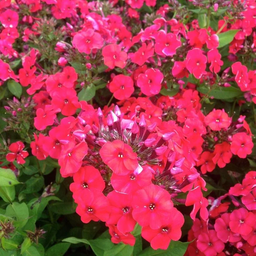Red Riding Hood Garden Phlox - 1 Gallon Container