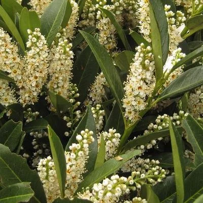 Chestnut Hill Cherry Laurel