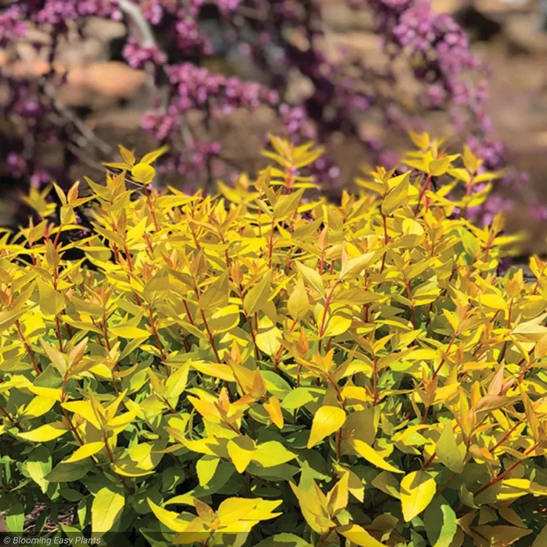 Abelia_MangoTwist_02.jpg