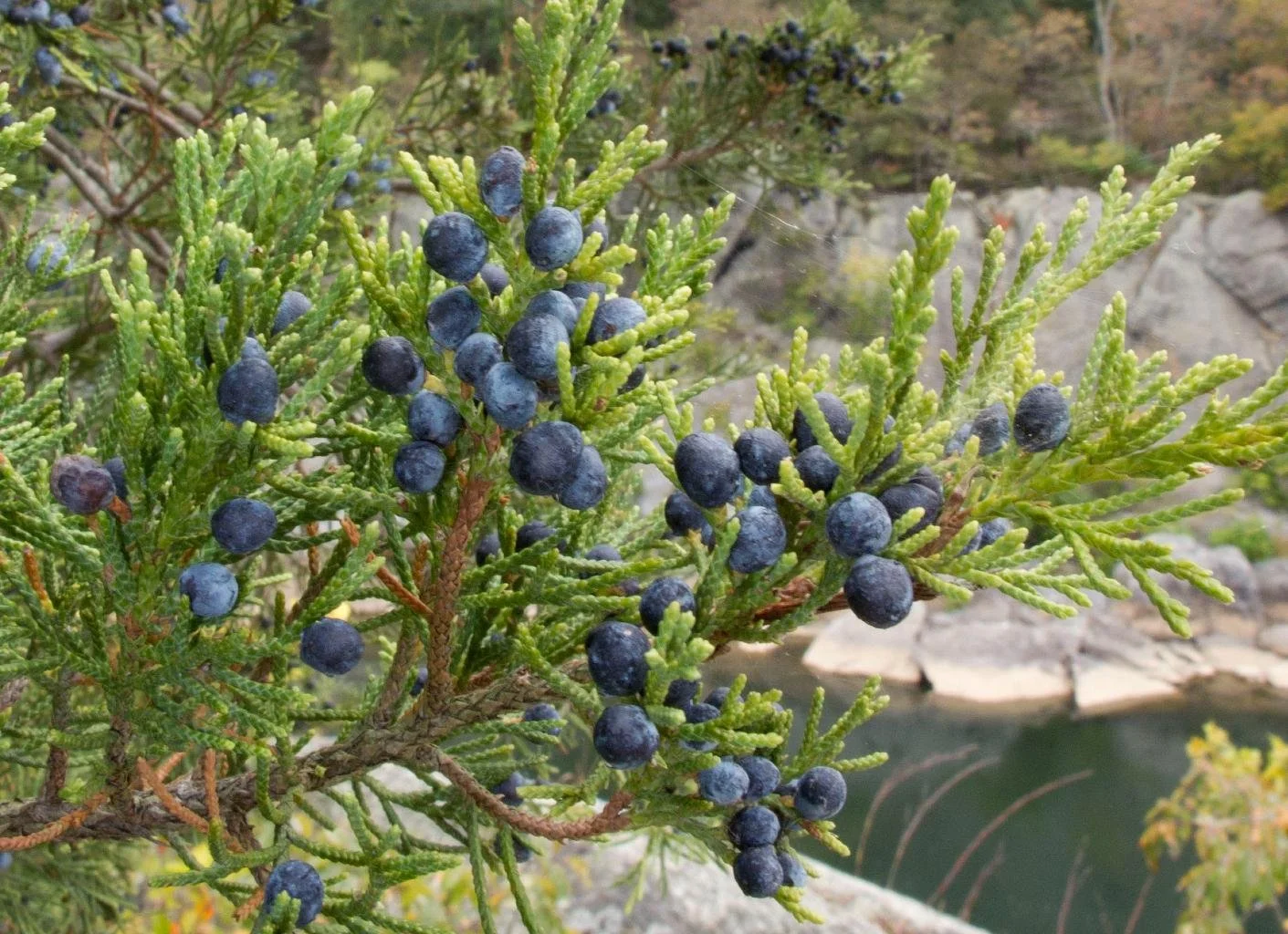 Eastern Red Cedar