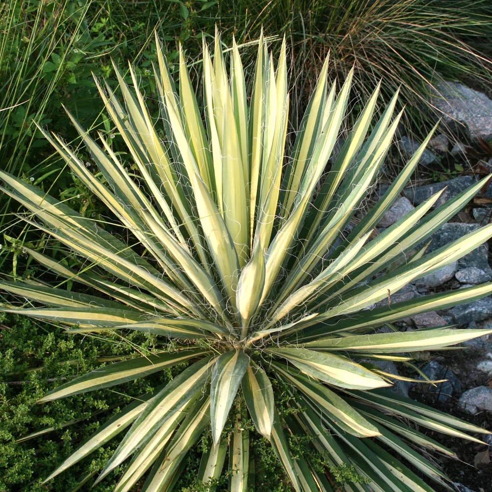 Color Guard Yucca