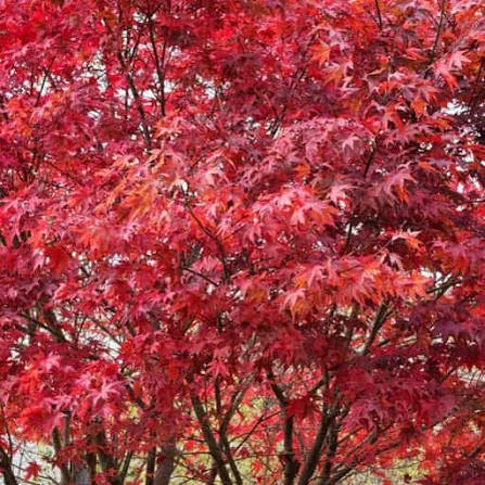 Emperor I Japanese Maple