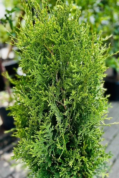 Chalet-home-garden-chicago-plants-landscape-trees-shrubs-farm-3_grande.jpg