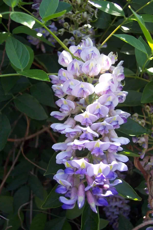 apintidrj__60163.webp