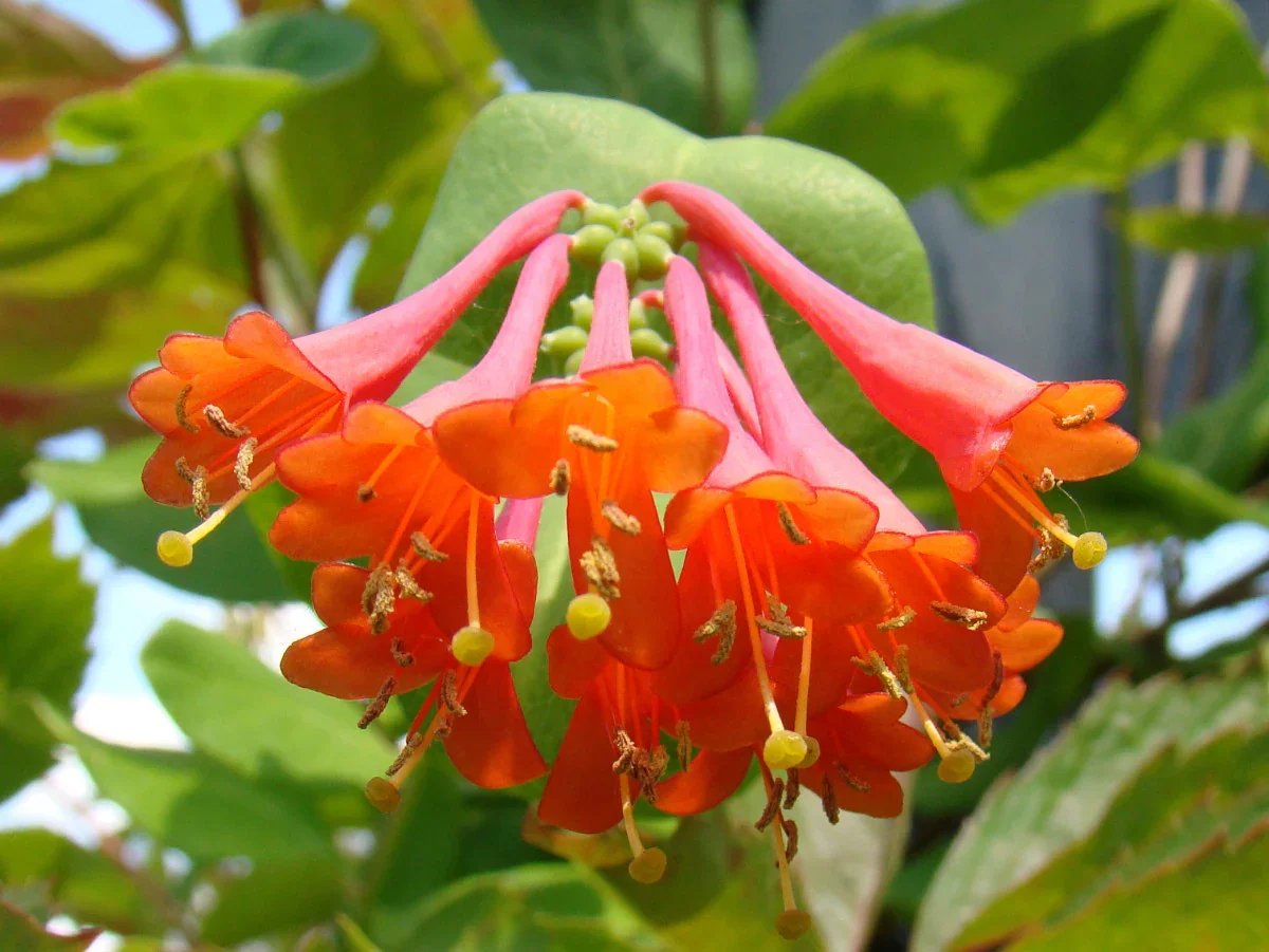lonicera-dropmore-scarlet.jpg.webp