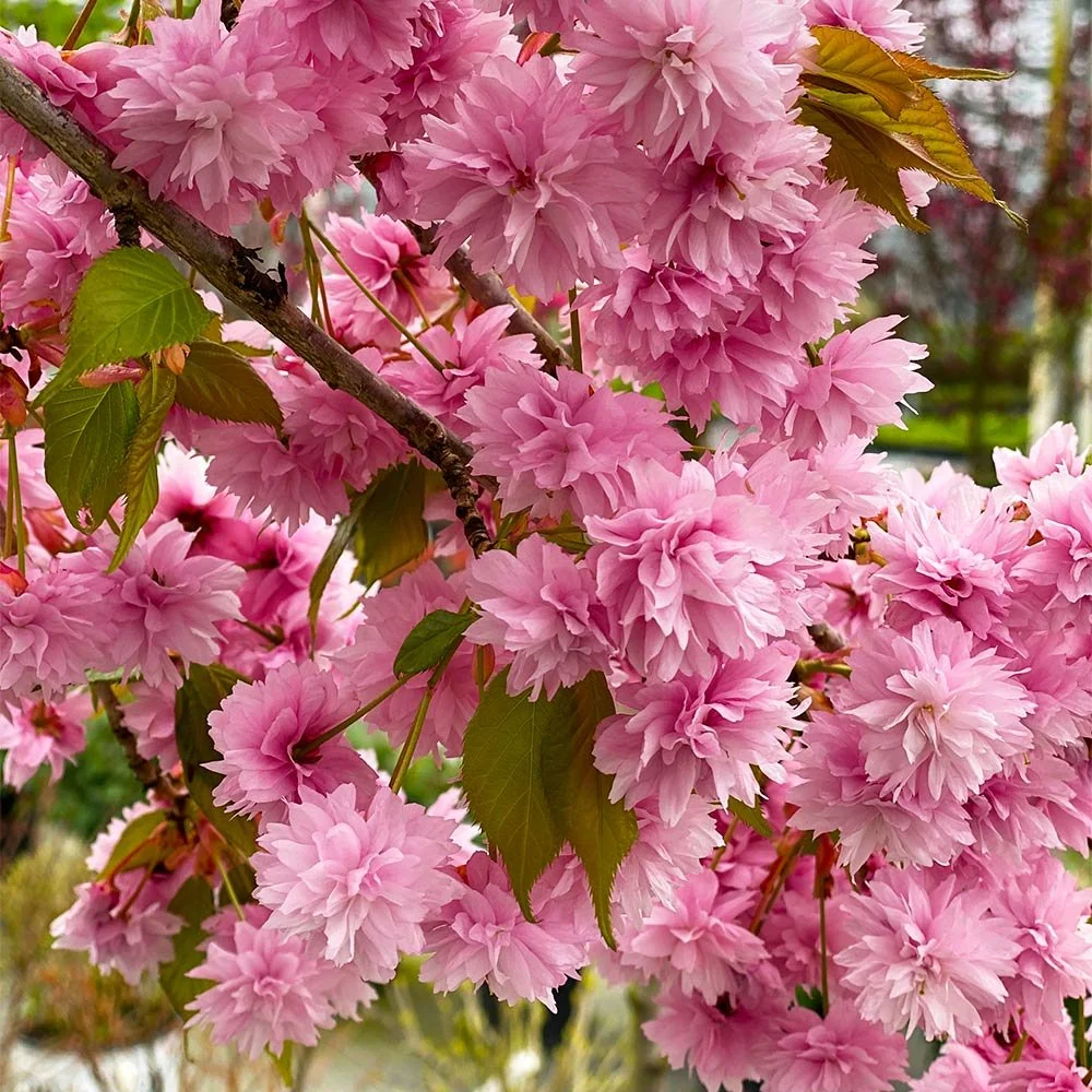Weeping-Extraordinaire_Cherry_3.jpg