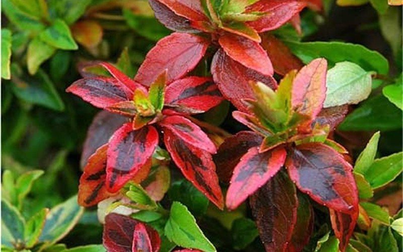 1759-Abelia-Kaleidoscope.jpg