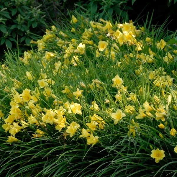 Happy Returns Dwarf Daylily - 1 Gallon Container
