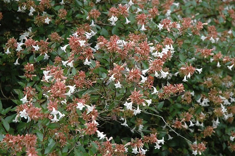 Glossy-Abelia.jpg