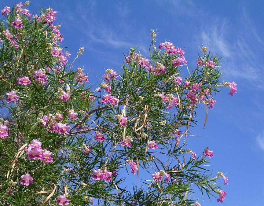 Chilopsis_linearis_flowers2.jpg