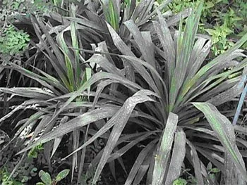 SoftLeafYucca.jpg