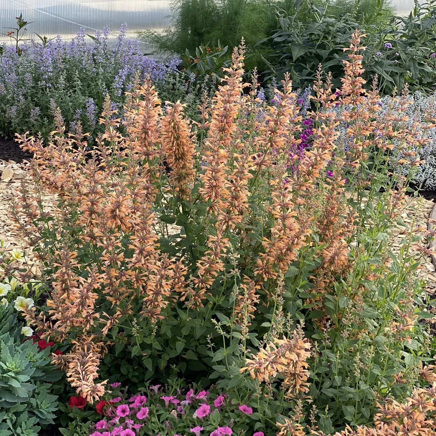 agastache_mango_tango_hyssop_gc_agamt_02.jpg