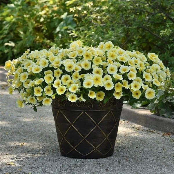 Bees Knees Petunia - Ten 4.5 inch Containers