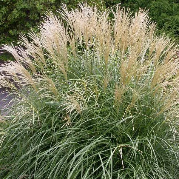Miscanthus-Adagio.jpg