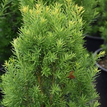 Huber's Tawny Gold Spreading Yew - 5 Gallon Container